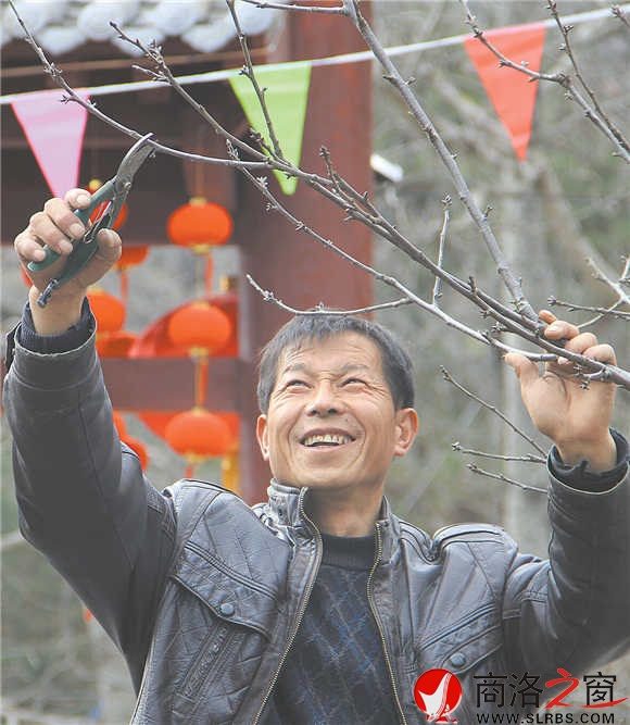 農(nóng)家樂經(jīng)營者周江寶正在修剪院中的櫻桃樹，計劃著將來讓來此吃飯的游客在自家院內(nèi)采摘。