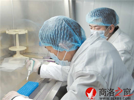 何力與劉少功在DNA實驗室里聚精會神地做實驗。