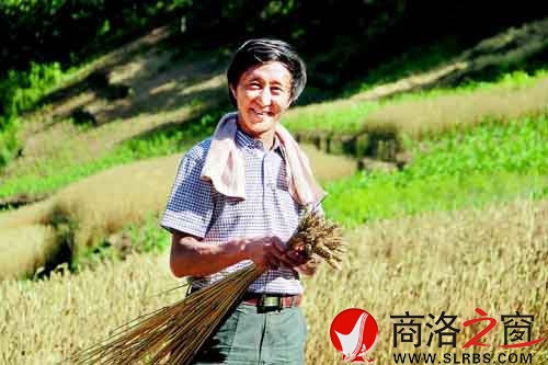 施慶壽來給親戚幫忙，他把麥穗編好后，用來捆麥子。
