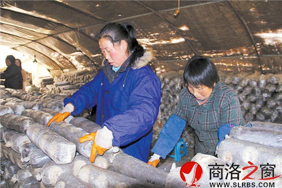 香菇大棚里，幾位村民正在忙碌地碼放料袋。香菇產(chǎn)業(yè)的發(fā)展，解決了當(dāng)?shù)財(cái)?shù)十名留守婦女的就業(yè)問(wèn)題。