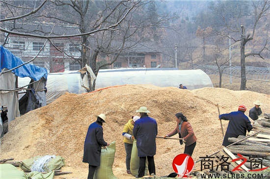 韓子坪村薪炭林資源豐富，群眾采取間伐或管護(hù)取枝的材料制作鋸末填充料袋，保證生產(chǎn)出味道鮮美的食用菌。