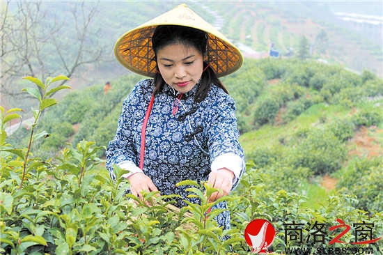 今年22歲的采茶女兼導(dǎo)游王蓉,把采茶當(dāng)成一種樂(lè)趣。