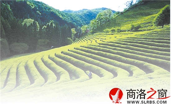 商南是陜西有名的產(chǎn)茶區(qū)，滿山遍野的茶樹就像是覆蓋在山上的綠毯子，成為農(nóng)民的綠色銀行。