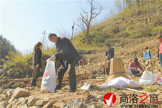 正是種豬苓的時候,田地里隨處可見種植的農(nóng)戶。